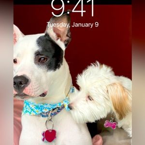 COPY - Puppie Love T-shirt. 1 blue-green $20 Adult size